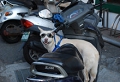 inu.jpg